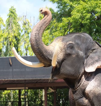 The beauty of Thai elephants have tusks
