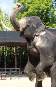 The beauty of Thai elephants have tusks