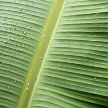 Banana leaf texture with water drop for background