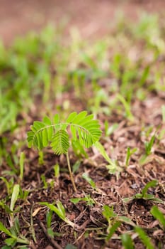 Plant growing from soil on ground with green grass