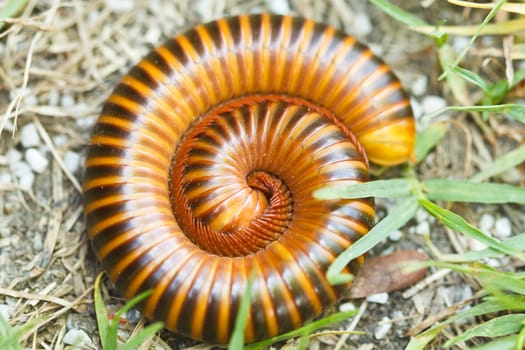 Close up view of a millipede.