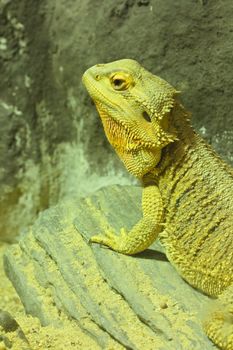 The brown chameleon, iguana in the farm