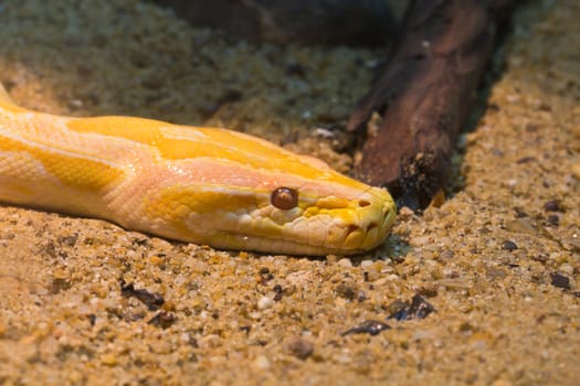Yellow snake in the cage.