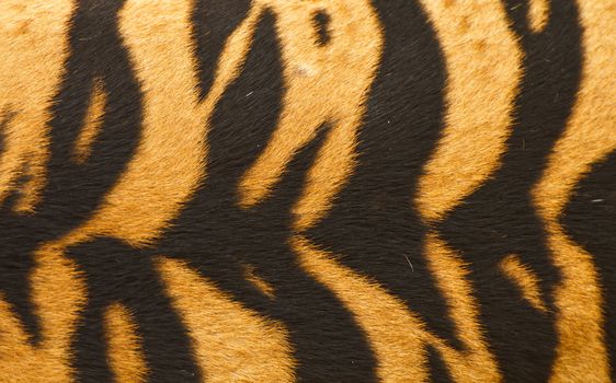 Texture of real tiger skin fur.