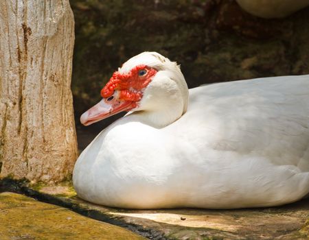 Muscovy duck with white in farm