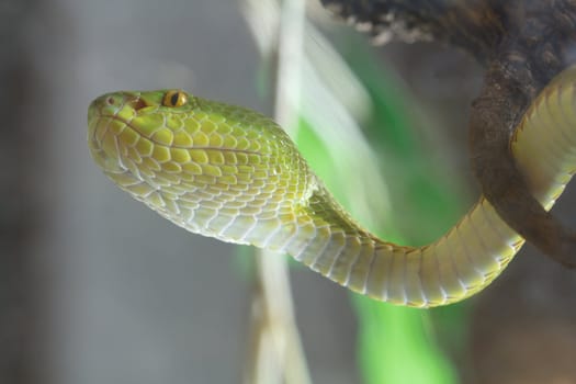 The green snake is toxic.