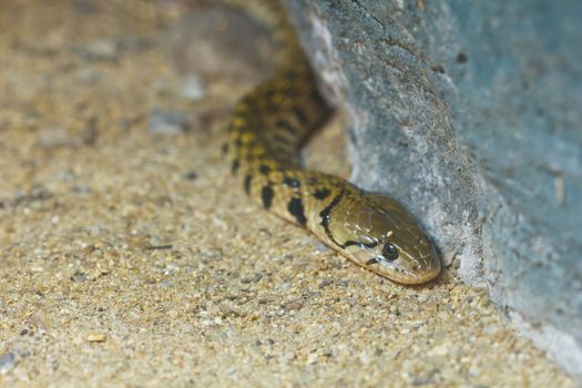 Brown snakes are more toxic.