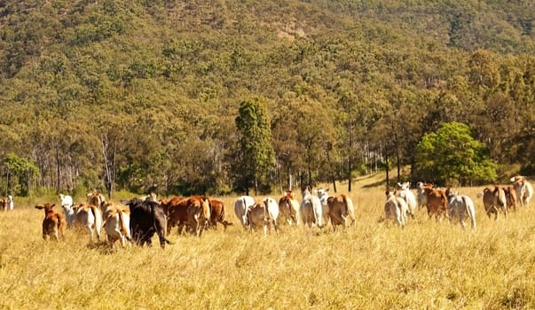Beef Rump meat industry behind of cow herd in farmland