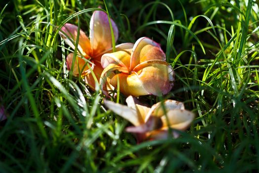 Plumeria flowers wilting in the tropical grasses.