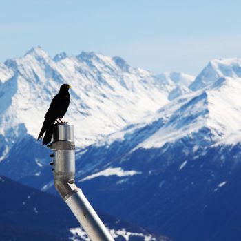 ice top mountains starling bird