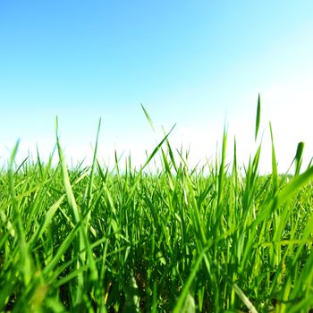 green grass under blue sky