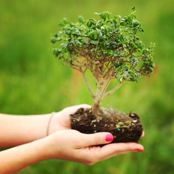 bonsai in hands on green grass background