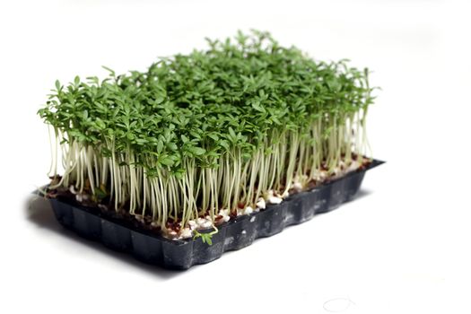 fresh cress