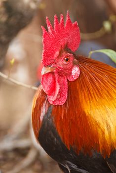 Bantam is a beautiful animal