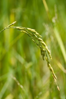 Rice is the staple food of Asia