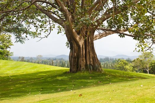 Trees that were several years in the wild
