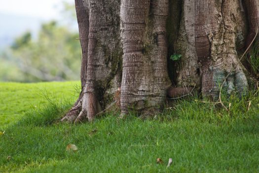 Trunk of the tree is very old