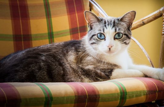 Beautiful cat resting on a elegant wicker chair; daylight.