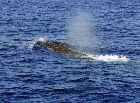 A surfacing Fin Whale ( Balaenoptera physalus) the second largest Animal on the planet after the Blue whale