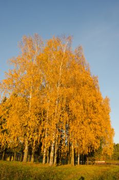 Yellow birch trees in autumn park near rusty metal fence on background of blue sky.