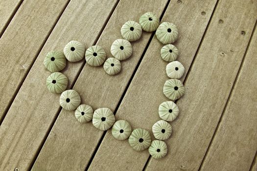 Sea urchins in a heart shape