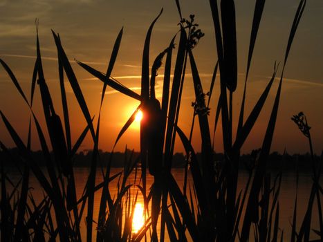 evening sunset with cattails on a bay