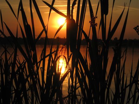 evening sunset on the lake with cattail