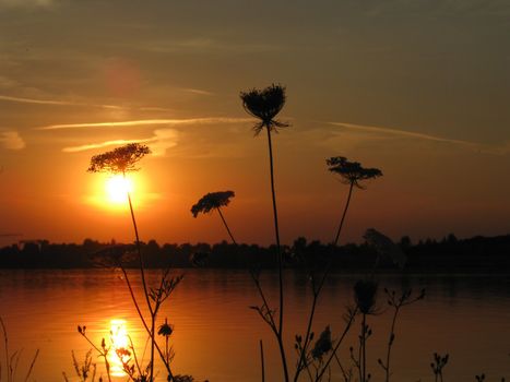 Sunset in the evening at the lake with wild carrot