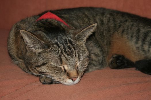 cat lying with closed eyes and scarf on the couch