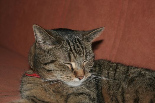 sleeping cat lying on the couch and scarf