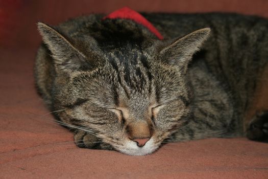 Cat portrait with closed eyes and scarf on the couch