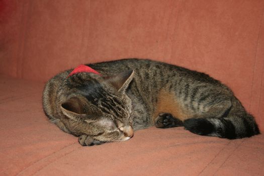 Cat portrait with closed eyes and scarf on a terra-cotta-colored couch