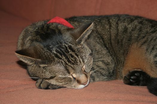 sleeping cat lying on a scarf and terracotta-colored couch