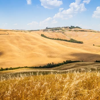 Summer season in Tuscan country, close to Siena
