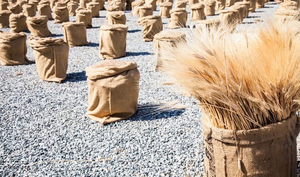 Wheat sacks during a sunny day in a warm  summer season
