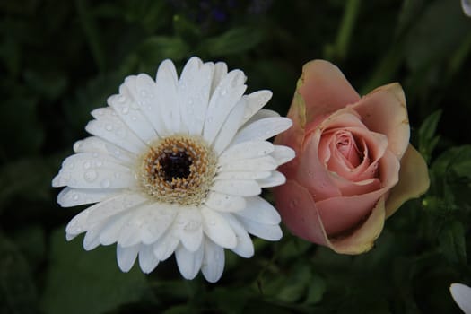 Sparkling water drops on a white gerbera after a shower