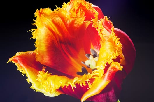 background bud of red tulip with pistil in closeup 