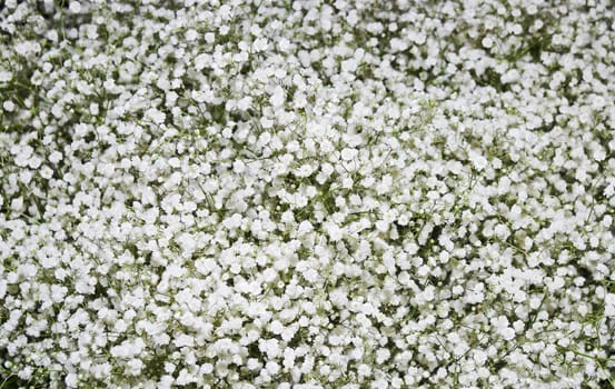 Field in the garden with growing white carnation 