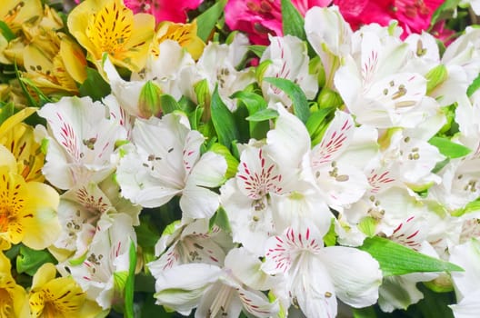 Beautiful bouquet of colorful flowers (Alstroemeria) 