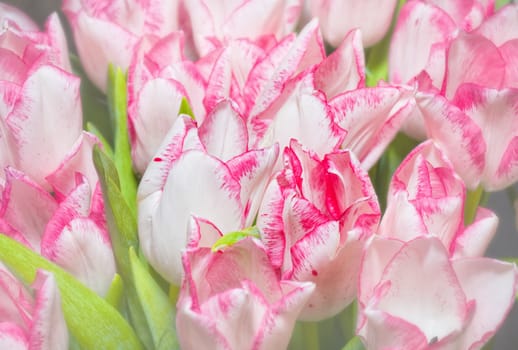 Tulips flower shot from below close up with tulip background pattern 