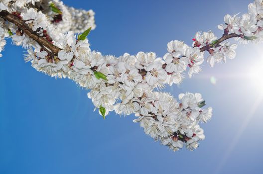 Flowers of an apricot tree on a blue background closeup 