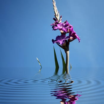 Beautiful purple gladiolas on a blue background