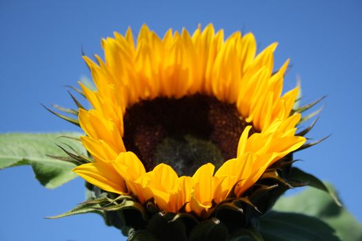 beautiful yellow sunflower in summer