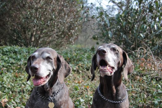 Pointer sisters, two senior german shorthaired pointers at the age of 11