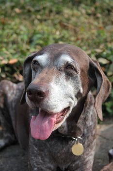 Female german shorthaired pointer dog at the age of eleven