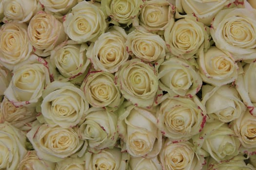 Big group of white roses, perfect as a background