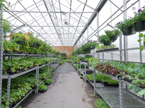 Cultivated ornamental flowers growing in a commercial plactic foil covered horticulture greenhouse for warmth and protection from the weather