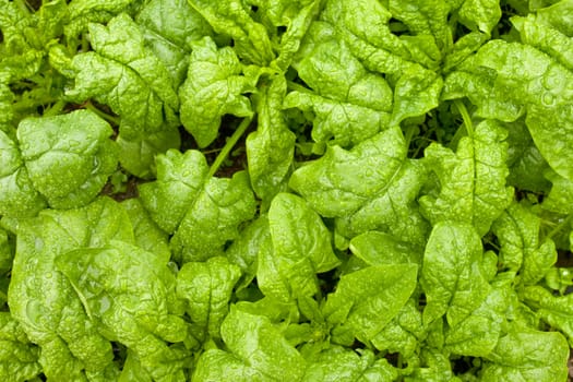 Background of large tasty crisp leaves of spinach plant vegetable growing in the field on a rainy day