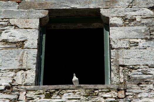 A white pigeon perched on a sill in an opening of a stone derelict building.