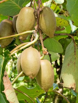 Closeup of cultivated ripe kiwifruits, Actinidia deliciosa, hanging heavily from vines ready to be harvested as an agricultural crop